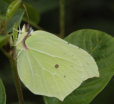 Gonepteryx rhamni.