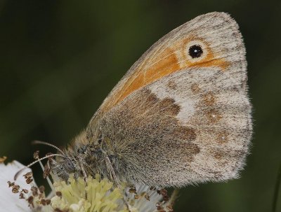 Coenonympha pamphilus.