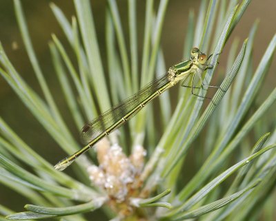 Lestes virens