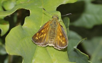 Ochlodes venatus.
