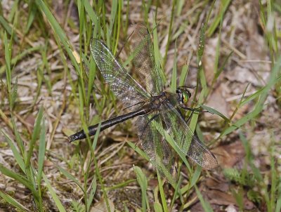 Cordulia aenea.