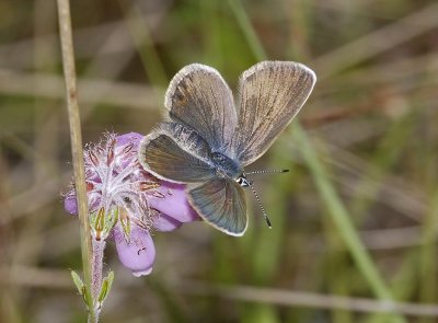 Plebejus argus female.