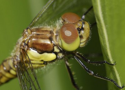 Sympetrum vulgatum. close-up.