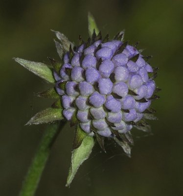 Succisa pratensis buds. Close-up.
