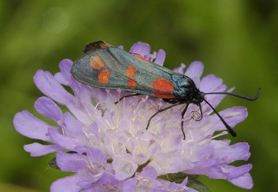 Zygaena filipendulae