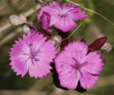 Dianthus carthusianorum.