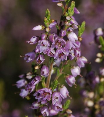 Calunna vulgaris Close-up.