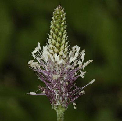 Plantago media. Flowers close-up.