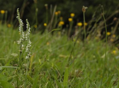 Spiranthes spiralis. (In the province of Limburg)