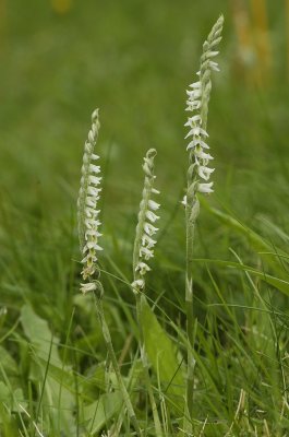 Spiranthes spiralis. (Limburg)