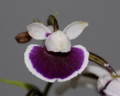 Ponerorchis graminifolia 7