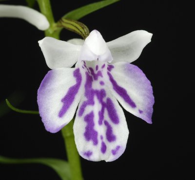 Ponerorchis graminifolia 11
