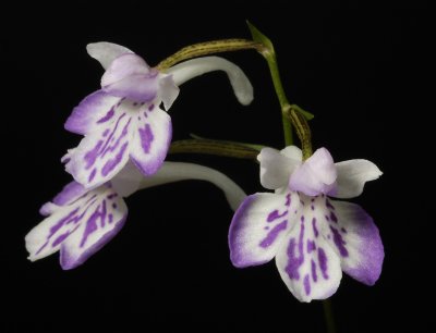 Ponerorchis graminifolia 30