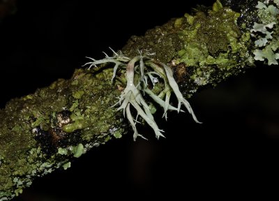 Ramalina farinacea.