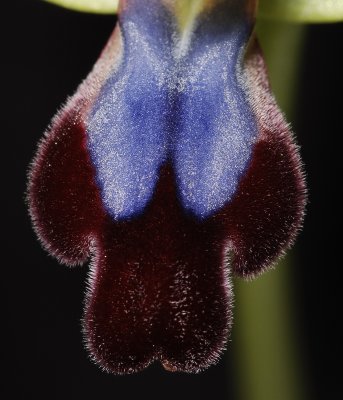Ophrys iricolor lip Close-up.