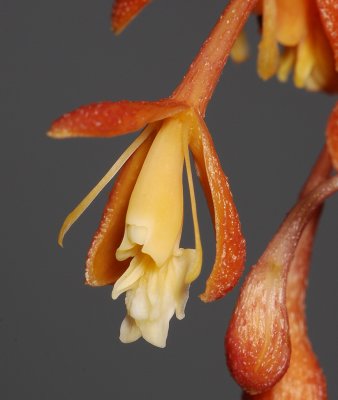 Epidendrum embreei. Close-up.