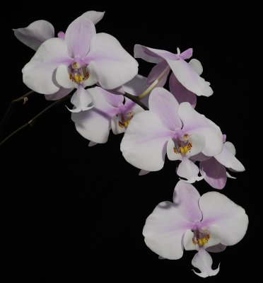Phalaenopsis schilleriana.
