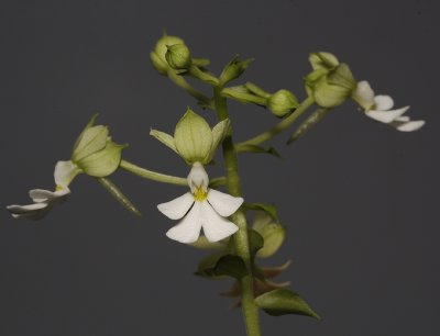Calanthe argenteostriata. (Plant courtesy of Jac. Wubben)