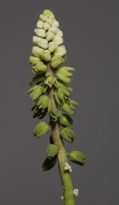 Drimiopsis maculata. Flowers.