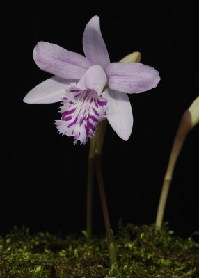 Pleione yunnanense.