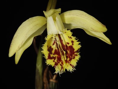 Pleione forrestii.