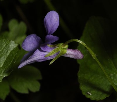 Spur pointed and always as dark as or darker than the petals. (Viola reichenbachiana)