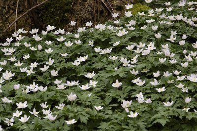 Anemone nemorosa.