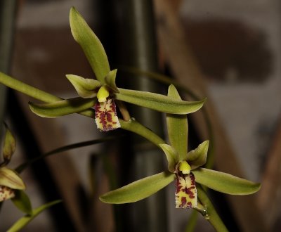 Cymbidium faberi var. szechuanicum Akerne. (Plant courtesy of Akerne orchids)
