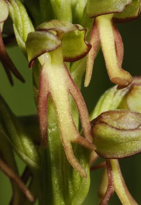 Orchis anthropophora. Close-up.