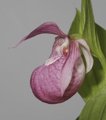 Cypripedium macranthos. Close-up side.