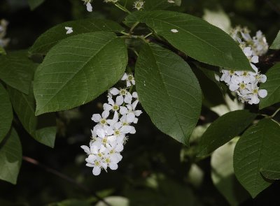 Prunus padus.