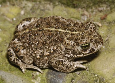 Bufo calamita.