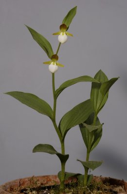 Cypripedium californicum.