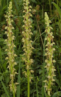 Orchis anthropophora.