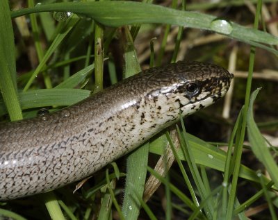 Anguis fragilis. Close-up.