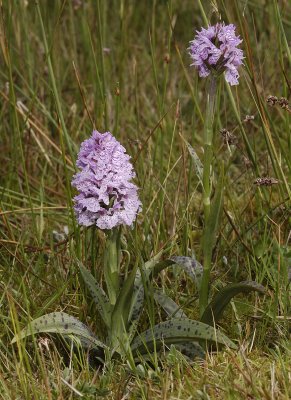 Dactylorhiza maculata subsp. podesta. A short and a tall clone growing together.