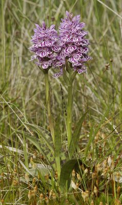 Dactylorhiza maculata subsp. podesta. Nice clone.