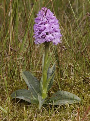 Dactylorhiza maculata subsp. podesta. Odd clone. similar to D. majalis.