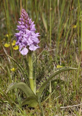 Dactylorhiza maculata subsp. podesta. Odd pattern on lip.