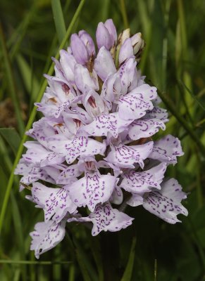 Dactylorhiza maculata subsp. podesta. Pale 4 close up.