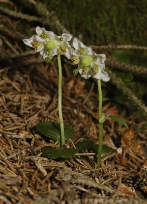 Moneses uniflora.