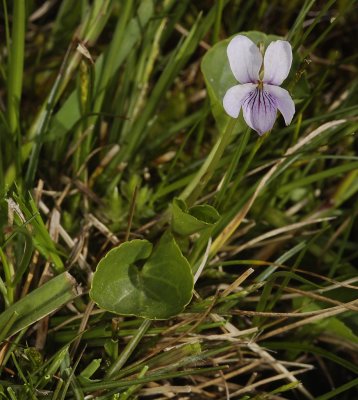 Viola palustris.