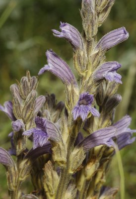 Orobanche purpurea. Closer.