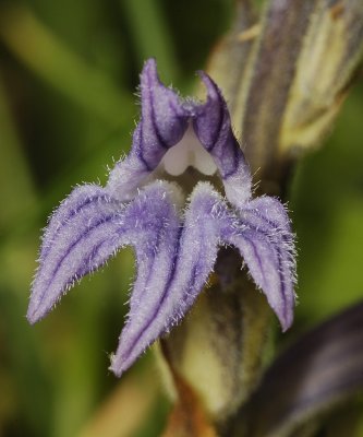 Orobanche purpurea. Close-up.