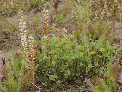 Orobanche minor. And its host Trifolium repens.