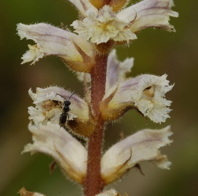 Orobanche minor. With pollinator.