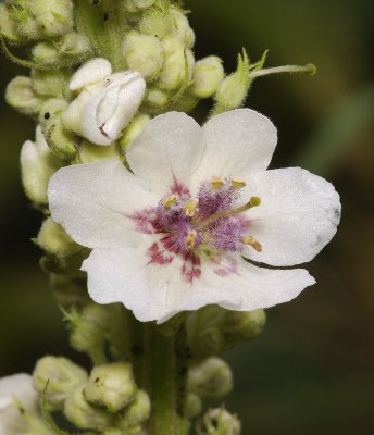 Verbascum nigrum forma alba. Close-up.
