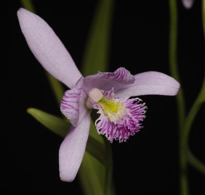 Pogonia ophioglossoides. Close-up front.