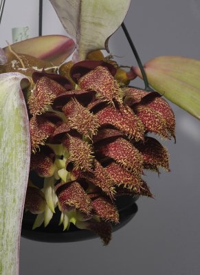 Bulbophyllum phalaenopsis 'Marja'.