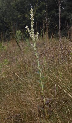 Verbascum lychnites.